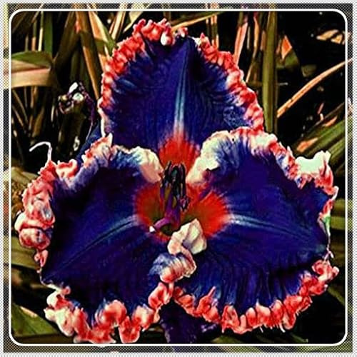 Colore al tuo giardino di casa Una ietà Di piantagioni Di Daylily Per Aggiungere-5Bulbis,A