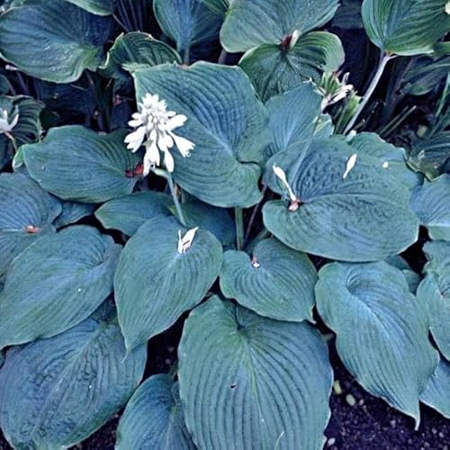 Hosta Funkie Viele Arten und Farben zur Auswahl Knollen Wurzeln Mehrjährige Winterhart Pflanze (Blue Angel)