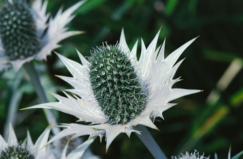 Eryngium giganteum 11x11 cm Topf – Winterhart, Pflegeleicht – Elfenbeindistel – Zierpflanze für Beet & Steingarten