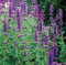 2000 Giant Agastache Mexicana Hyssop Seeds.