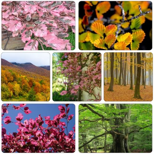 Rotbuche balkongarten balkongewächshäuser hochbeett baumsamen gartensamen gartenpflanze topfpflanzen echt dachbegrünung bonsaibaum Fagus Sylvatica pflanztöpfe schnellwachsende 100samen