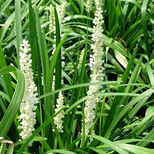 6 x Glöckchentraube 'Monroe White' - Liriope Muscari 'Monroe White' Topf 9x9cm: Weiße Blüten, niedriger Wuchs, pflegeleicht.