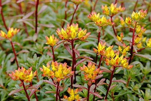Sedum Kamtschaticum 70 Seeds, Russian Stonecrop, Orange Sedum!