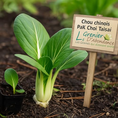 100 graines Bio à semer - Le Grenier d'Abondance - Chou chinois Pak Choi Taïsaï - Certifié AB - Brassica Rapa