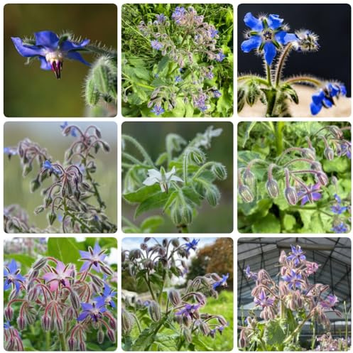 Semillas de borraja - Borago officinalis - silvestres exóticas raras semillas de productos sostenibles 250pcs
