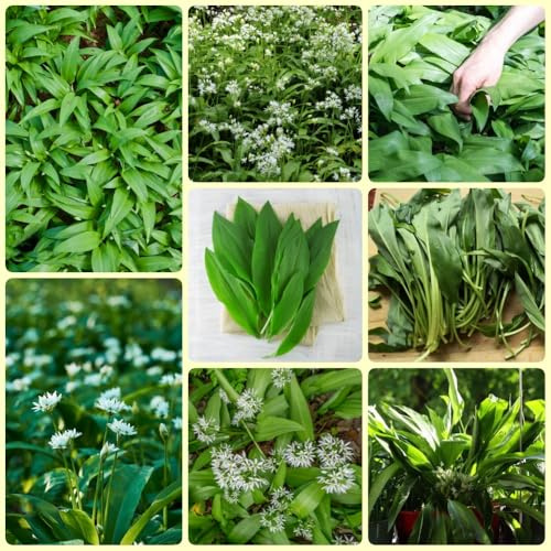 Semillas de ajo silvestre orgánico Comprar de de invierno Las de ajo silvestre son resistentes regalos de jardin 200pcs