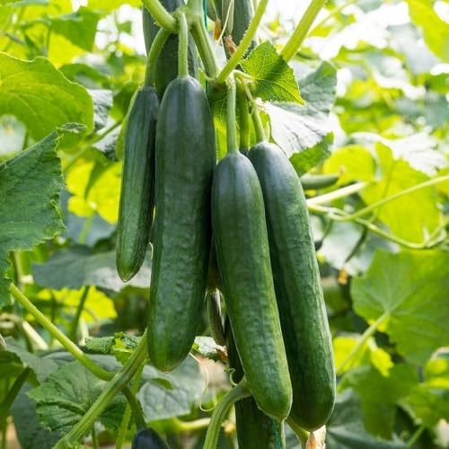 100 piezas de semillas de pepino verde
