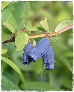 Planta de Arándano Siberiano LONICERA KAMTSCHATICA 'ATUT' en maceta Ø 17 cm h. 50/60 cm
