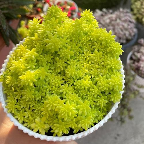 semillas de sedum, cobertura perenne resistente decoración jardín orgánicas raras 70pcs