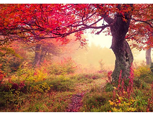 Runa Art Papier peint intissé Mural forêt d'automne Moderne Toison Salon Chambre à Coucherr Salle - Tableaux Muraux Tapisserie Photo - Marron Orange Rouge 9079010a