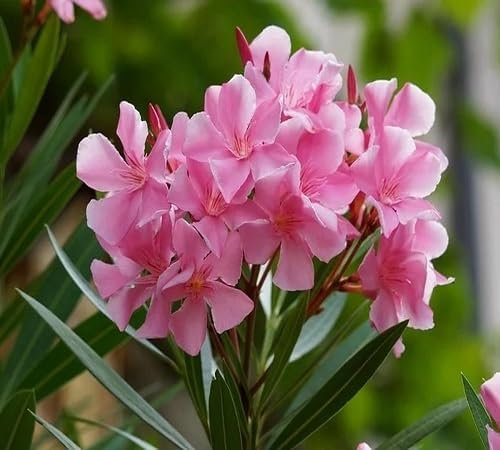 100pcs Fresh Pink Oleander Flower Seeds