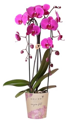 Phalaenopsis Orchidee Freeride – Ø12cm – Violett/Lila-rosa blühende Zimmerpflanze – Niagara Fall Kollektion – Blühende Orchidee frisch vom Züchter