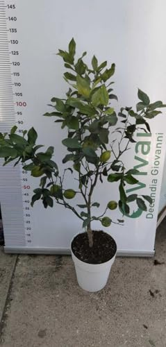 Planta Limón Lunario Florero Blanco (Foto Real) 110/120 Con Fruta