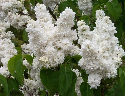Syringa vulgaris Madame Lemoine - Lilac, Plant in 9 cm Pot