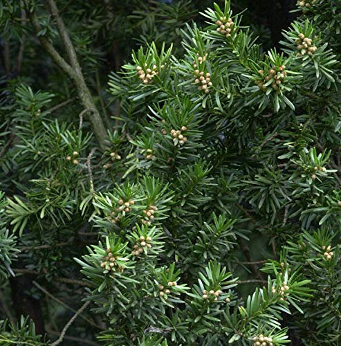 Gedrehte Zwerg Eibe Cristata 50-60cm - Taxus baccata