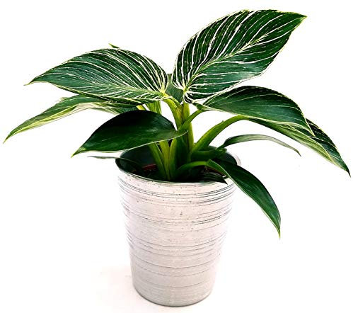 POWERS TO FLOWERS - PHILODENDRON BIRKIN WHITE MEASURE IN VASO CERAMICA ARGENTO, pianta vera