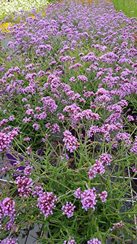 Verbena bonariensis 'Lollipop' / Verveine de Buenos-Aires naine/Conteneur de 3 à 4 litres