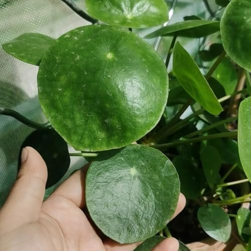 Pilea peperomioides - glückstaler, Chinesischer Geldbaum, rankpflanzen bodendecker winterhart mehrjährig zimmerbonsai exotische zimmerpflanzen balkongewächshäuser schnittblumen seltene 15samen