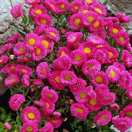 Showy Fleabane Daisy 400 Seeds + Plant tag + Freebie - Erigeron macaranthus