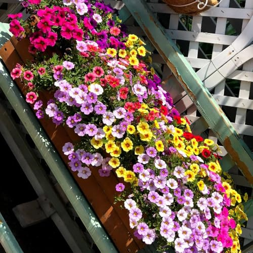 Comprar semillas de lirio de los valles interior raras Calibrachoa elegans Semillas cobertura del suelo, perennes, resistentes al invierno. prado del balcón 400pcs