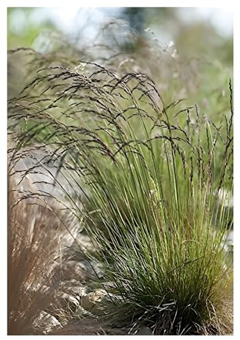 Stauden Gänge 3 x Festuca amethystina Regenbogen winterhart | Niedriges Ziergras für Sonne bis Halbschatten, Blüte Juni bis Juli, mehrjährig, 1 L Topf (11x11 cm)