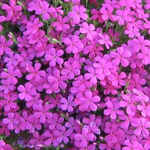 12 unidades o 1 m² Phlox enano 'Crackerjack' - Phlox Douglasii 'Crackerjack' Bucket 9x9 cm