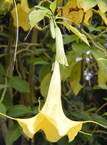 Brugmansia insignis Jean Pasko | 10 Samèn