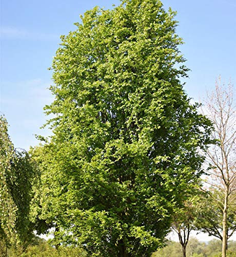 Säulen Rotbuche Dawyck 125-150cm - Fagus sylvatica - lebende Gartenpflanze aus den Baumschulen