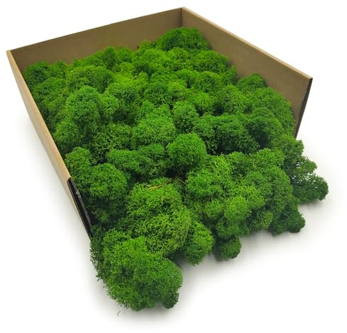 Enchanted Moos Konserviertes Rentiermoos Stabilisiert Deko Moos Zum Basteln DIY Für Mosbilder Floristik Natur Finnisch Waldgrün 250 g