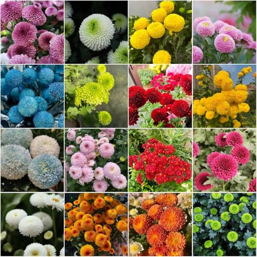 Pompon Mamma - dekopflanzen gartensamen blumenwiese chrysanthemen deko blumensaat blumensamen exotische balkonpflanzen winterhart garten 200samen