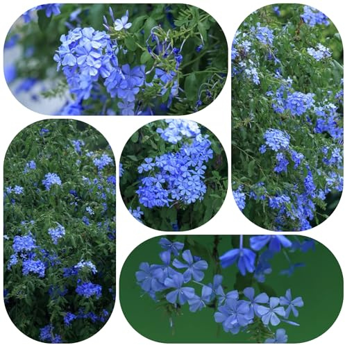 semillas de tallo de plumbago, exóticas jardín resistentes para balcón Decoración para exteriores 100pcs