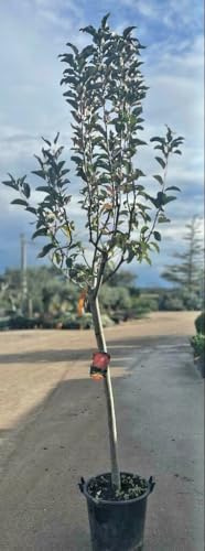 Planta Manzana Manzana Compatible Con Fuji En Cubo De 6 Años (Foto Real)