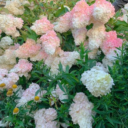 Semillas de hortensia de panícula, Variedades antiguas Hortensia paniculata, raras semillas de jardín de rocas 150pcs