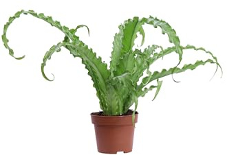 Pianta vera di Aspenium Antiquum Osaka o Felce pianta tropicale ornamentale da arredo interno venduta da eGarden.store (Vaso 12 cm)