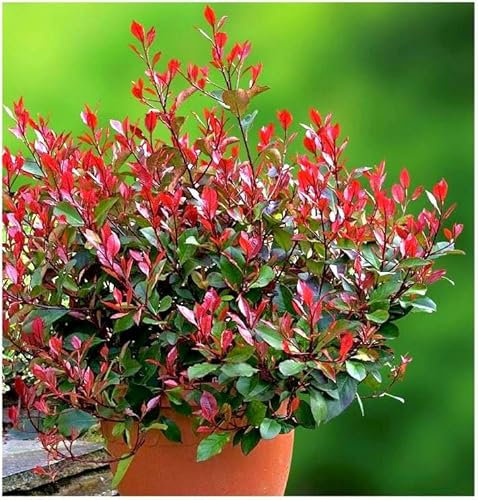 GrowOn Shrubs [2 Litre] Photinia x Fraseri 'Little Red Robin' | Evergreen Shrub | Outdoor Garden Ready Plant | Spring Flowering | Creamy White Flowers