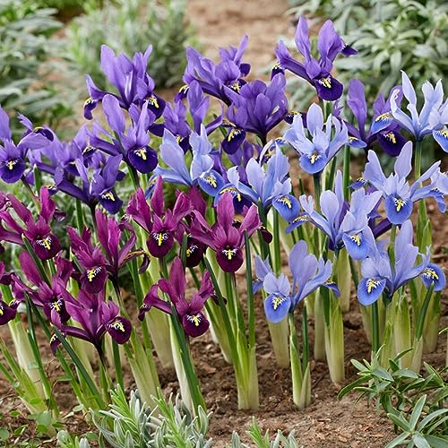 Bulbi Fiori Perenni da Esterno - 50 Bulbi Iris Reticulata Budget - Mix di 4-5 varietà e colori - Piante esclusive dall’Olanda - per giardino e vaso (non semi, non artificiali)