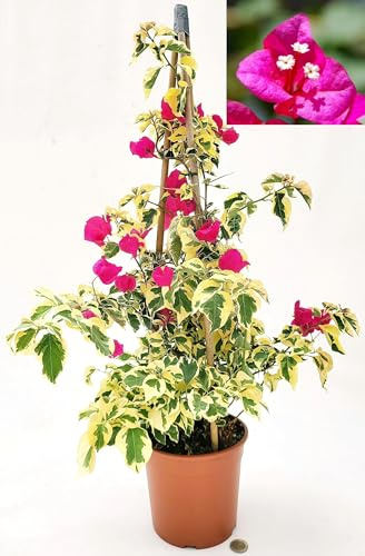 POWERS TO FLOWERS - BOUGAINVILLEA FUCSIA, BUGANVILLEA, pianta vera VARIEGATA, ALTEZZA 70CM, pianta vera