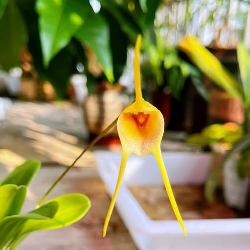 semi di orchidea scimmia - balcone perenni resistenti giardino 120pcs