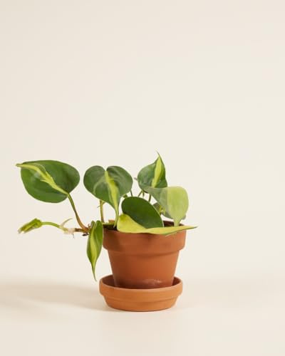 PLNTS - Baby Philodendron Brasil - Zimmerpflanze - Zimmerpflanzen, Pflanzen Echt, Nachhaltige Verpackung - 5cm Topf - Höhe 5cm - Direkt von der Gärtnerei