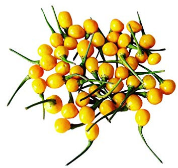 1000 Samen -Aji Charapita Chili- -Teuerste Chili der Welt- WILDCHILI