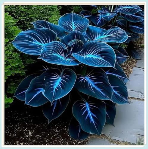 Hosta Mélange de rhizomes vivaces rustiques, Rizoma di Hosta,caucun arrosage nécessaire, Onvient pour le printemps et l'automne-2 Rizomi-J