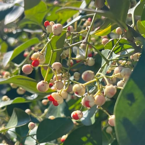 kriechspindelsamen winterhart, seltene hochbeet balkon deko garten zimmerpflanze 250pcs
