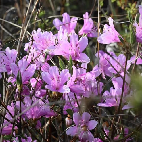 Semi di rododendro e azalea - per giardinieri resistenti esotico arbusti fioriti, resistenti estivi semi di selvatici serre da balcone arbusti 70pcs