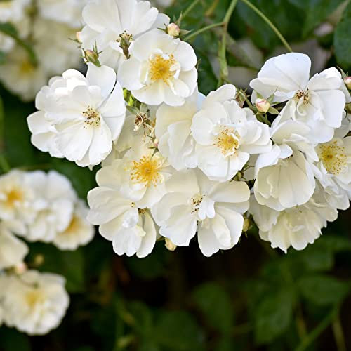 Rambling Rose Plant 'Bobbie James' Rosa Hardy Shrub Fragrant Semi-Double White Blooms Easy to Grow Your Own Garden Flowers 80-100cm 4-Litre Potted Plant By Thompson and Morgan