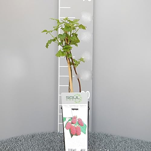 SAVINI VIVAI Plante de Mûre Hybride pour Framboise Rouge Plantes de Baies de Tayberry Arbre en Pot 11x11 cm Hauteur 50 cm Fabriqué en Italie