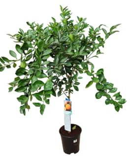 AzJardin- Naranjo-Planta viva - Variedad washington (dulce y jugosa). Aromática. Altura aprox. 1.7m. Dando fruta