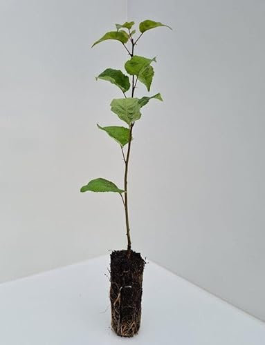 1 Wild Pear Tree - Pyrus Communis - 40cm - Better Than Bare Root