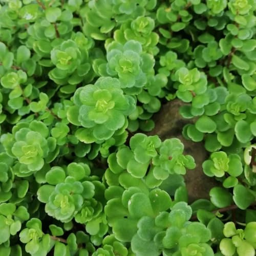 semillas de sedum - exóticas de jardín resistentes variedades antiguas 250pcs