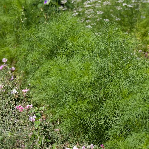 semi di aneto - orticole primaverili rialzata raro selvatici sul balcone in 200pcs