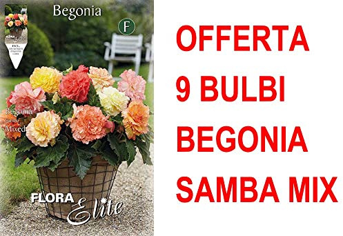OFFERTA 9 BULBI BEGONIA SAMBA MIX BULBS BULBES